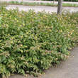Diervilla sessilifolia 'Dise': Bild 4/4