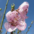 Prunus nucipersica 'Nektarose': Bild 3/3