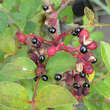Zanthoxylum simulans perforatum: Bild 3/7
