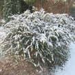 Berberis verruculosa: Bild 4/5