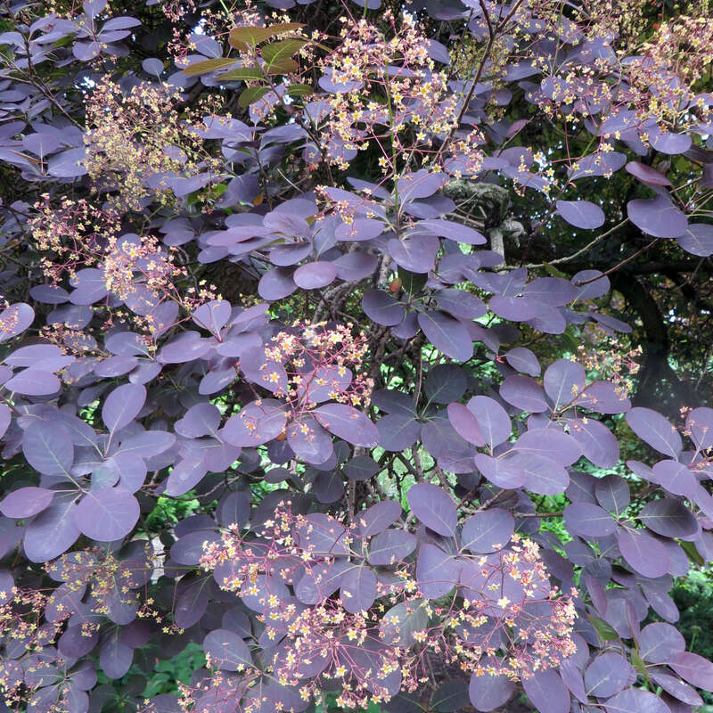 Roter Peruckenstrauch Cotinus Coggygria Royal Purple Gelb