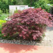 Acer palmatum 'Crimson Queen': Bild 7/7