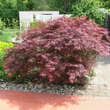 Acer palmatum 'Crimson Queen': Bild 7/7