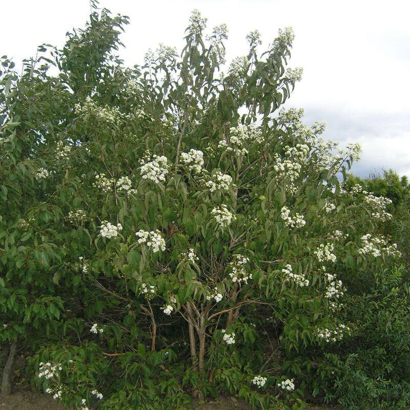 Heptacodium Heptacodium Infos  Pflanzen Dieser Gattung