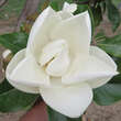 Magnolia grandiflora 'Francois Treyve': Bild 5/8