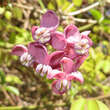 Akebia quinata: Bild 3/3