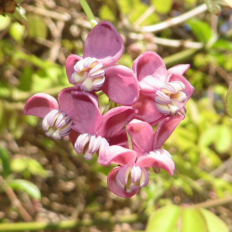 Akebie Akebia Quinata Violett