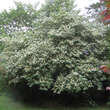 Lonicera maackii: Bild 8/9
