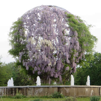chinesischer blauregen winterhart Wisteria sinensis Rosea 180-200 cm Rosa Blauregen Chinesischer Glyzinie  Kletterpflanze Duftend Winterhart main image 0
