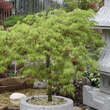 Acer palmatum 'Dissectum': Bild 5/9
