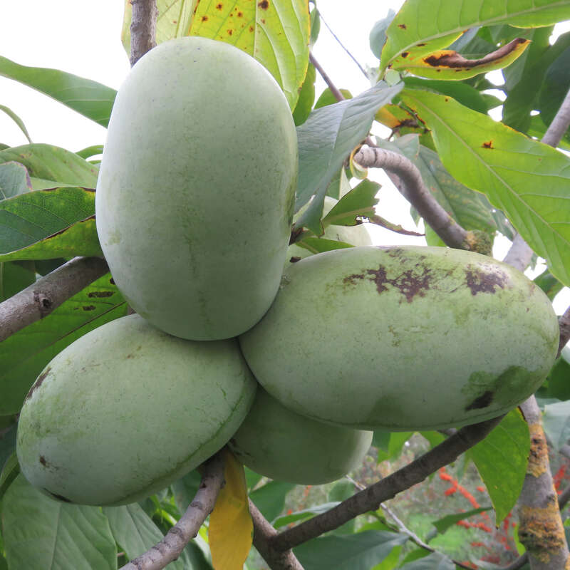 Asiminier Georgia - Vente PawPaw - Asimina Triloba Autofertile à Gros Fruits