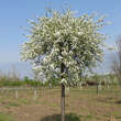 Prunus eminens 'Schönbrunn': Bild 5/6