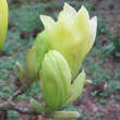 Magnolia 'Butterflies': Bild 5/7