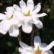 Magnolia denudata 'Double Diamond': Bild 4/5