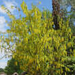 Laburnum anagyroides: Bild 4/5