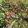 Berberis julianae: Bild 4/6