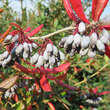 Berberis julianae: Bild 5/6