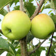 Malus domestica 'Golden Delicious': Bild 5/5