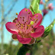 Prunus pers. 'Flamingo': Bild 2/2