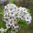 Pyrus calleryana 'Chanticleer': Bild 2/7