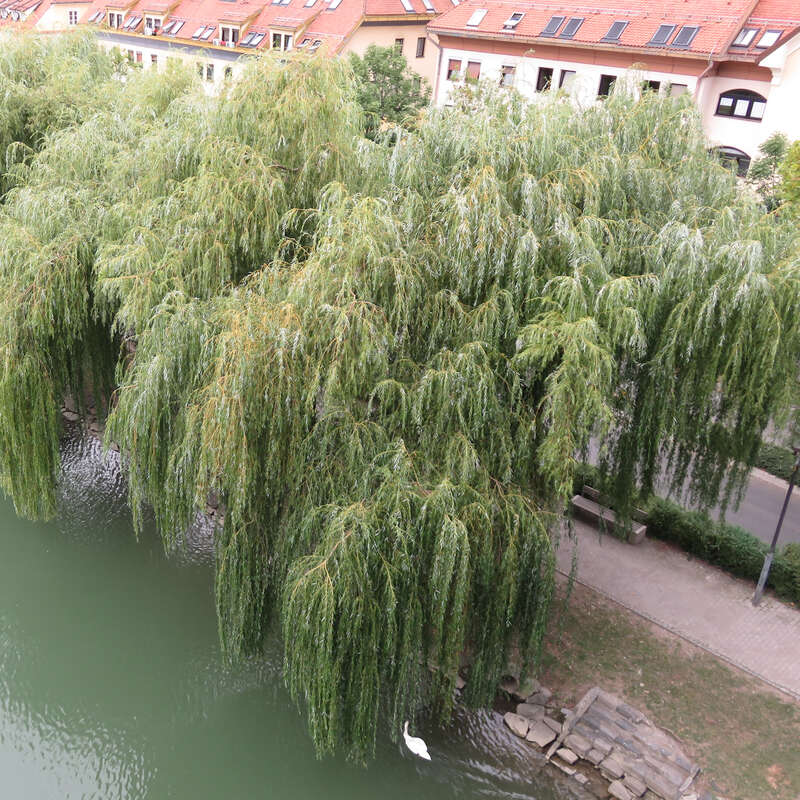 Trauerweide - Salix alba 'Tristis' - grn
