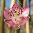 Prunus persica 'Hale Haven': Bild 2/2