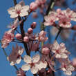 Prunus cerasifera 'Nigra': Bild 2/9