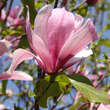 Magnolia 'Galaxy': Bild 3/3
