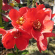 Chaenomeles japonica: Bild 2/5