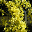 Cytisus kewensis 'Niki': Bild 2/2