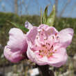 Prunus nucipersica 'Nektared 6': Bild 2/3