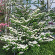 Viburnum plicatum 'Lanarth': Bild 7/8