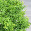 Acer palmatum 'Shishigashira': Bild 3/10