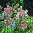 Weigela 'Kosteriana Variegata': Bild 5/5