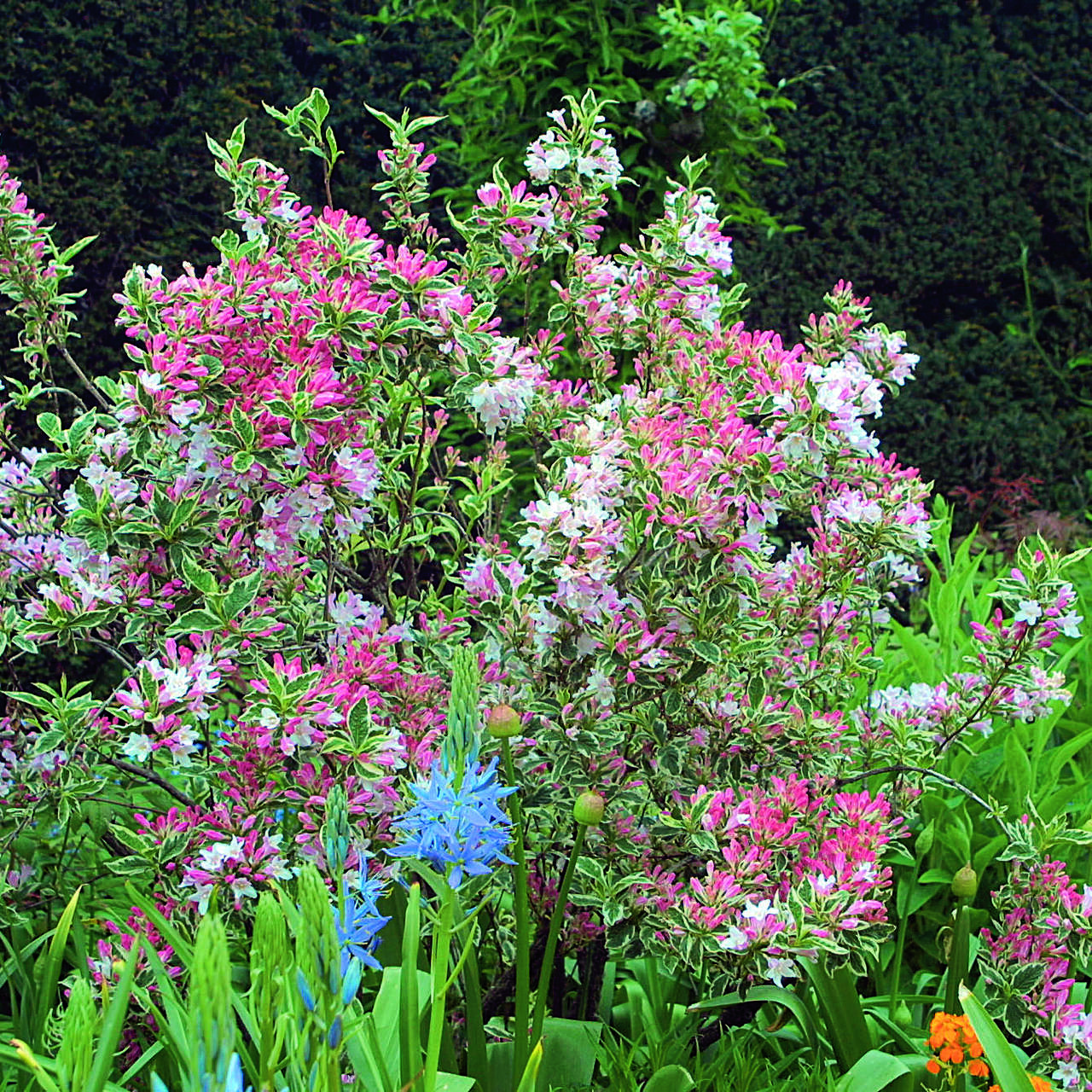 Buntlaubige Weigelie Weigela 'Kosteriana Variegata' rosa