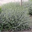 Salix repens 'Saret': Bild 4/5