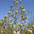 Magnolia brookl. 'Woodsman': Bild 4/5