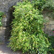 Lonicera japonica 'Hall's Prolific': Bild 9/9