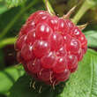 Rubus idaeus 'Aroma Queen': Bild 2/3