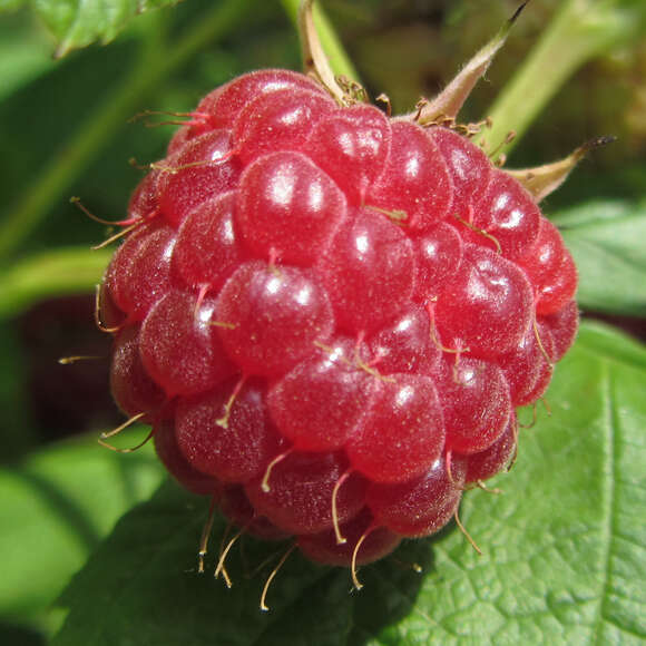 Himbeere Rubus idaeus 'Aroma Queen' weiß