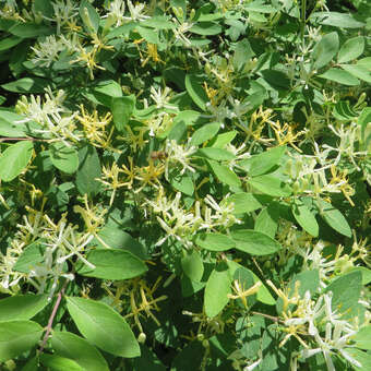 Heckenkirsche - Lonicera xylosteum - wei