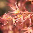 Acer palmatum 'Phoenix': Bild 2/3