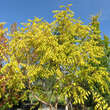 Koelreuteria paniculata 'Coral Sun': Bild 5/5