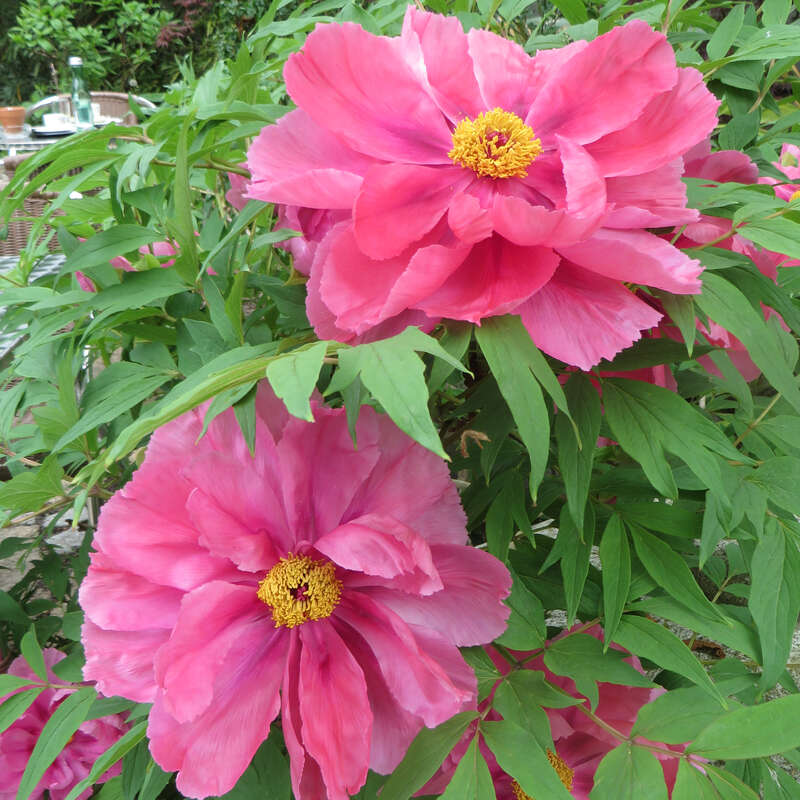 Strauch Pfingstrose Paeonia Suffruticosa Rosa Rosa