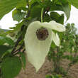 Davidia involucrata: Bild 3/11