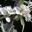 Pyrus salicifolia 'Pendula': Bild 4/10