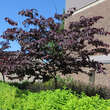Cercis canadensis 'Forest Pansy': Bild 6/7