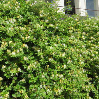 Schlingendes Geiblatt - Lonicera japonica 'Hall's Prolific' - gelb