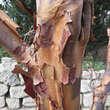 Acer griseum: Bild 8/9