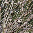 Salix caprea: Bild 3/5
